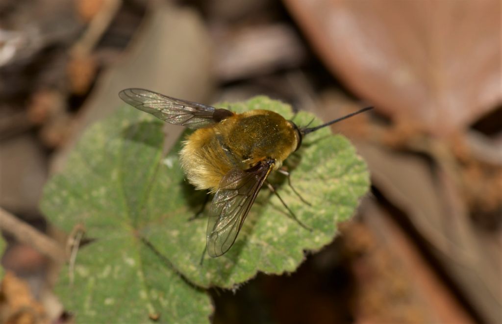 Bombyliidae: Bombylius cfr. minor